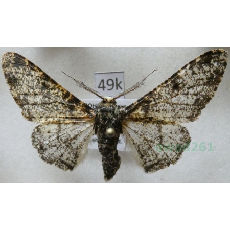 Biston betularia (Linnaeus, 1758) Krępak nabrzozak Czech49k